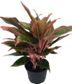 Siam Aurora Chinese Evergreen Plant - Aglaonema - Grows in Dim Light - 6" Pot
