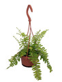 Tiger Boston Fern - Nephrolepis - 4" Mini Hanging Basket