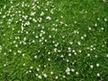 Irish Moss - Sagina Subulata - Quart Pot - Hardy