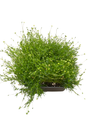 Irish Moss - Sagina Subulata - Quart Pot - Hardy