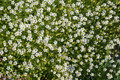 Irish Moss - Sagina Subulata - Quart Pot - Hardy