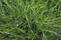 Irish Moss - Sagina Subulata - Quart Pot - Hardy
