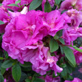 Perfecto Mundo™ Double Purple Azalea Rhododendron - 4" Pot - Proven Winners