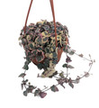 Pearl Moon Rosary Vine-Ceropegia woodii-String of Hearts- 4" Mini Hanging Basket - SALE