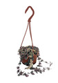 Pearl Moon Rosary Vine-Ceropegia woodii-String of Hearts- 4" Mini Hanging Basket - SALE