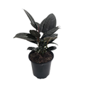 Burgundy Rubber Tree Plant - Ficus - An Old Favorite - 4" Pot