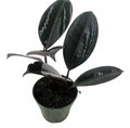 Burgundy Rubber Tree Plant - Ficus - An Old Favorite - 4" Pot