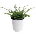 Fluffy Ruffles Fern - Nephrolepis exaltata - 4" Pot