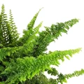 Fluffy Ruffles Fern - Nephrolepis exaltata - 4" Pot
