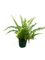 Fluffy Ruffles Fern - Nephrolepis exaltata - 4" Pot