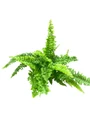 Fluffy Ruffles Fern - Nephrolepis exaltata - 4" Pot