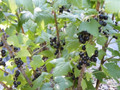 Consort Black Currant Bush - NO SHIP to NC, WV, NH - 2.5" Pot
