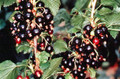 Consort Black Currant Bush - NO SHIP to NC, WV, NH - 2.5" Pot