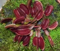 Red Dragon Venus Fly Trap Plant - Dionaea - 2" Pot