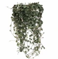 String of Hearts / Rosary Vine - 6" HB - Ceropegia woodii -Collector's Series
