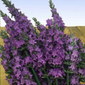 Sensational!™ Lavender Herb - Live Plant - Gallon Pot