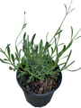 Sensational!™ Lavender Herb - Live Plant - Gallon Pot
