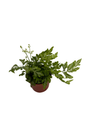 Silver Lace Table Fern - Pteris ensiformis - 2.5" Pot - Easy House Plant