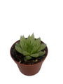 Haworthia Cooperi Variegata Succulent Plant - 2.5" Pot - Easy House Plant