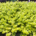Goldie Lysimachia - Creeping Jenny - Moneywort - Quart Pot