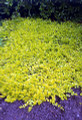 Goldie Lysimachia - Creeping Jenny - Moneywort - Quart Pot