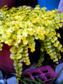 Goldie Lysimachia - Creeping Jenny - Moneywort - Quart Pot