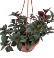 Goldfish Plant - Nematanthus X Hybrid - 6" Hanging Basket - Blooms Frequently