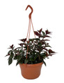 Goldfish Plant - Nematanthus X Hybrid - 6" Hanging Basket - Blooms Frequently