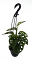 Swiss Cheese Plant - SALE!  Monstera adansonii - Trending - 4" Hanging Basket