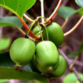 Issai Kiwi Vine 10 Seeds - Hardy - Self Fruitful - Easy