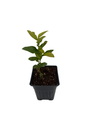 Patriot Blueberry Plant - Early Season - 4" Pot - No Shipping to Washington State or Oregon