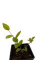 Northland Blueberry Plant - Very Hardy - 2.5" Pot - No Shipping to Washington State or Oregon