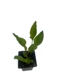 Purple Coneflower - Echinacea purpurea - 4" Pot
