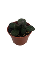 Frosted Jade Asian Violet - Primulina pseudoyungfuensis - 2.5" Pot - House Plant