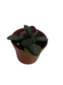 Frosted Jade Asian Violet - Primulina pseudoyungfuensis - 2.5" Pot - House Plant