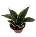Glimmering Star Snake Plant - Sansevieria - Almost Impossible to Kill - 3.7" Pot