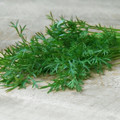 Delfino Cilantro Herb - 100 Seeds - Coriander