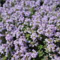 Magic Carpet Thyme Plant - Pretty Pink Flowers - Hardy - Live Plant -  3" Pot