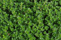 Magic Carpet Thyme Plant - Pretty Pink Flowers - Hardy - Live Plant -  3" Pot