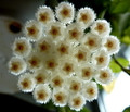 Cinnamon Scented  Wax Hoya lacunosa - Porcelain Flower-4" Pot-Collector's Series