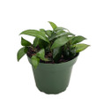 Cinnamon Scented  Wax Hoya lacunosa - Porcelain Flower-4" Pot-Collector's Series
