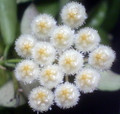 Cinnamon Scented  Wax Hoya lacunosa - Porcelain Flower-4" Pot-Collector's Series