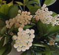Cinnamon Scented  Wax Hoya lacunosa - Porcelain Flower-4" Pot-Collector's Series