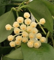Cinnamon Scented  Wax Hoya lacunosa - Porcelain Flower-4" Pot-Collector's Series