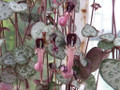 String of Hearts - 4" Mini Hanging Basket - Ceropegia woodii-Collector's Series