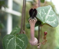 String of Hearts - 4" Mini Hanging Basket - Ceropegia woodii-Collector's Series
