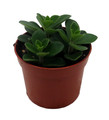 Belly Button Peperomia Plant - Peperomia verticillata - 2.5" Pot
