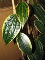Rare Macro Wax Plant - Hoya macrophylla - Collector's Series - 2.5" Pot