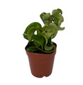 Hindu Indian Rope Plant - Hoya - Exotic yet Easy - 3" Pot - Collector's Series