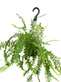 Boston Fern - Nephrolepis exaltata - 6" Hanging Basket